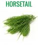 HORSETAIL